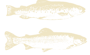 Two types of trout in an engraving style